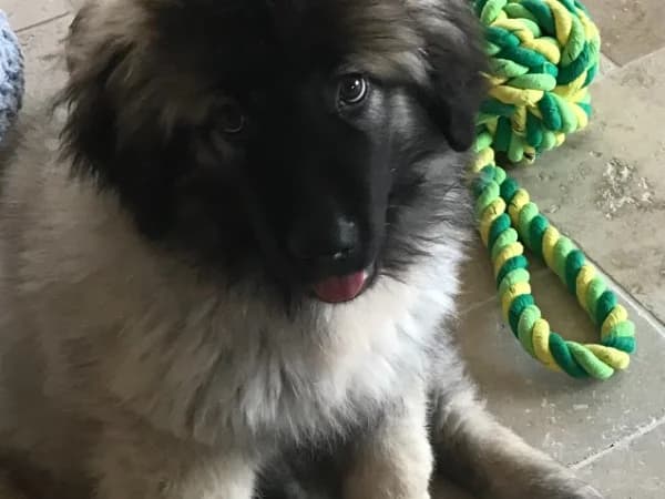 Mushu