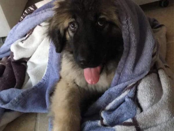 Mushu