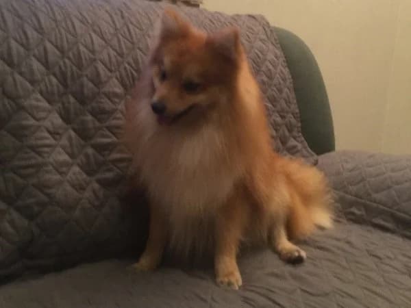 Zorro