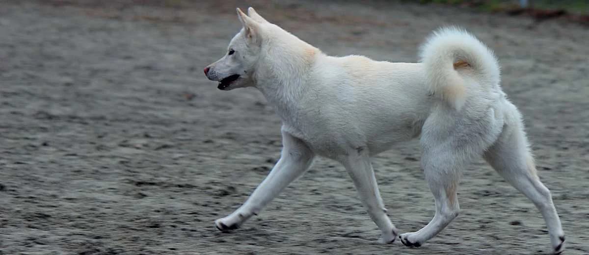 Foto van de Kishu Ken