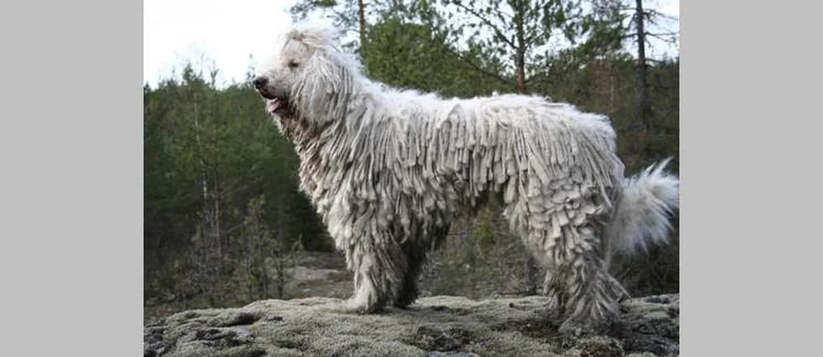 Foto van de Komondor