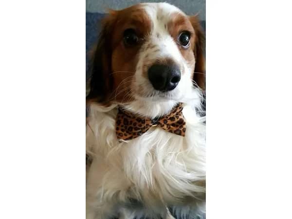 Bently