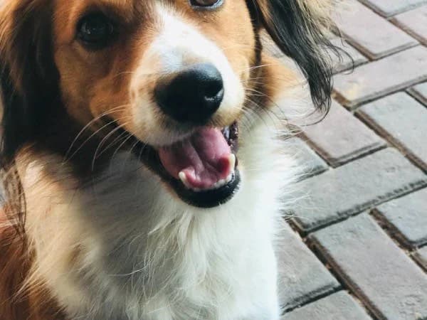 Milo