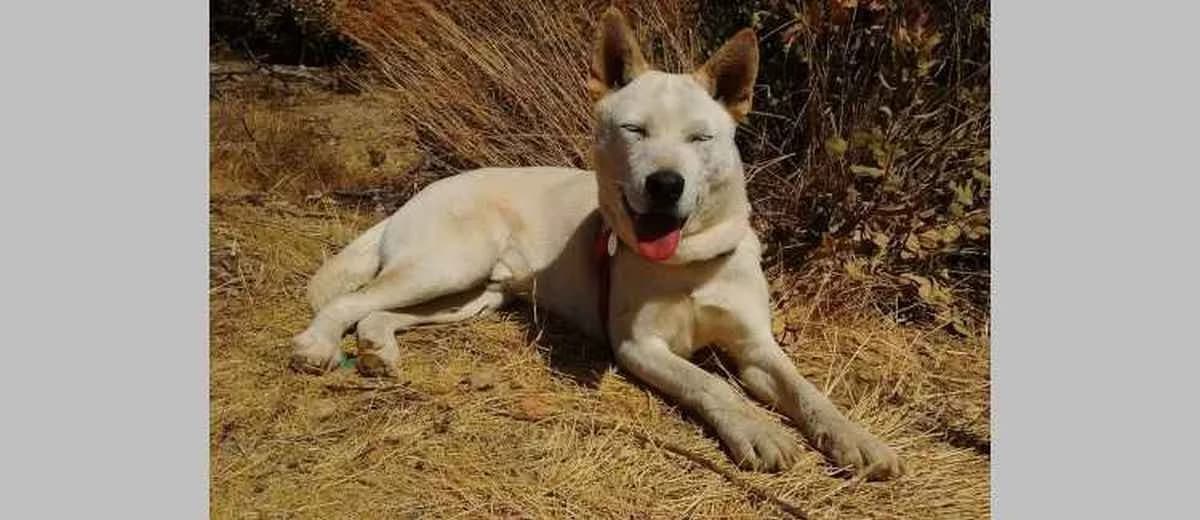 Foto van de Korea Jindo Dog