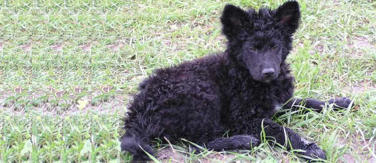Foto van de Kroatische herder (Hrvatski ovcar)