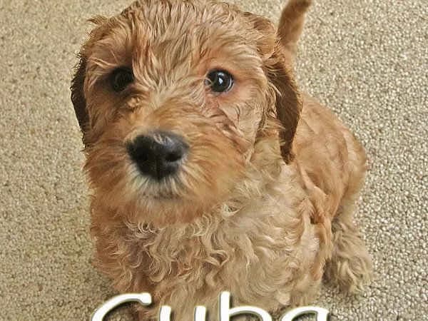 Cuba