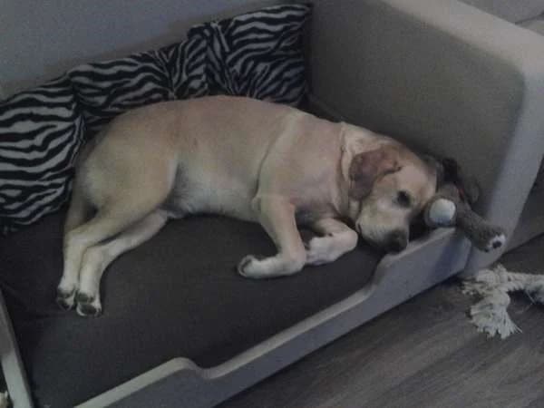 Bailey
