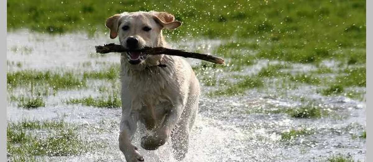 Foto van de Labrador Retriever