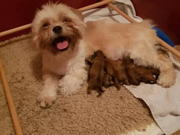 Pup