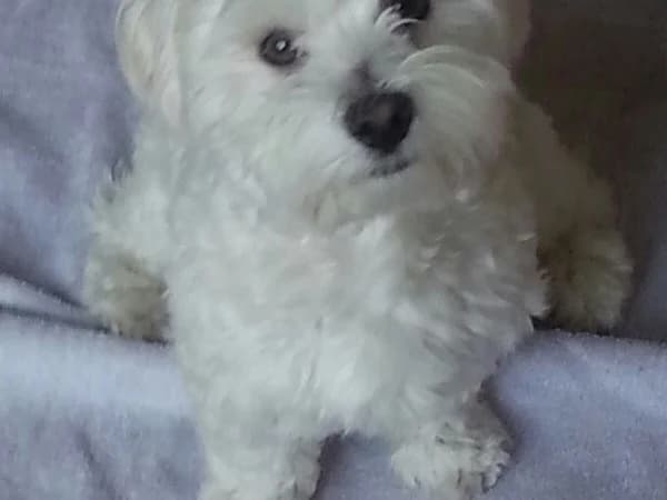 Milo