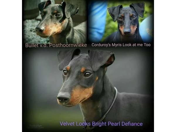 Bullet, Myris & Defiance