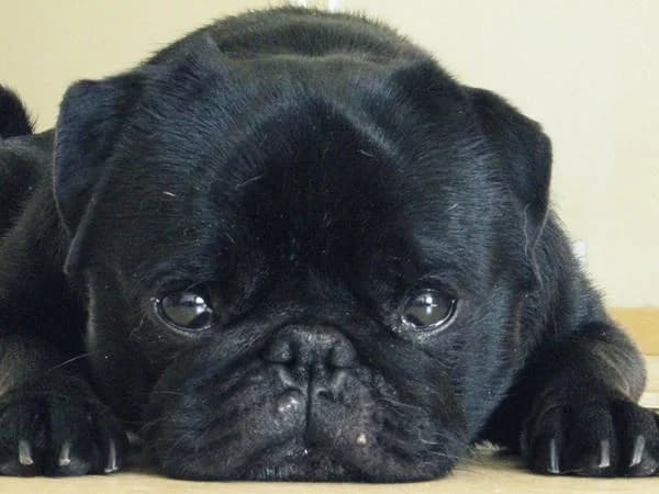 Murphey