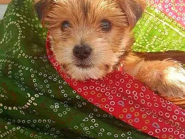 Lola