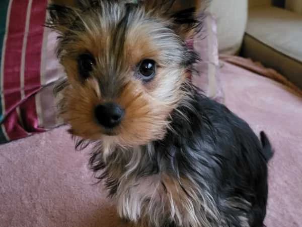 Zoë