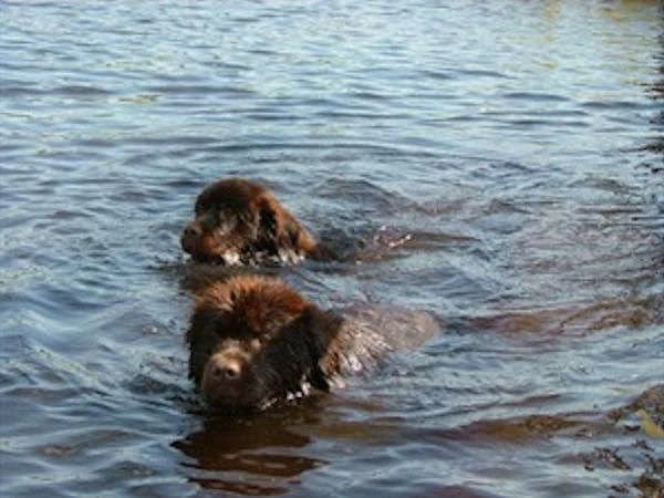 Moos & Bolle