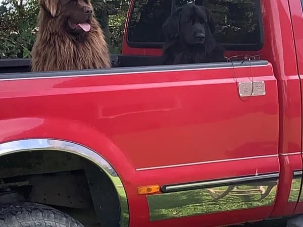 Bud and doggo
