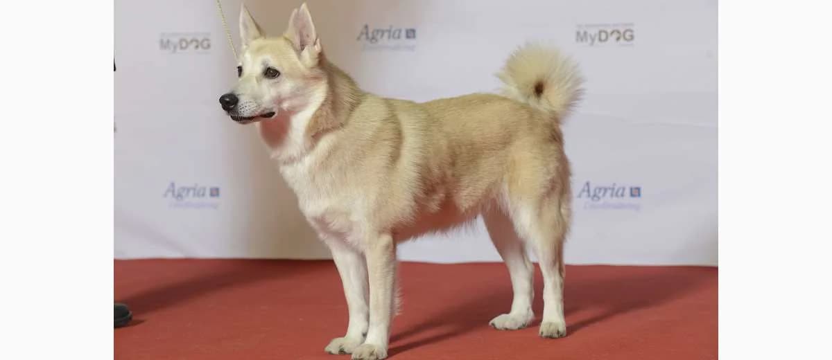 Foto van de Noorse Buhund