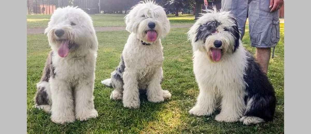 Foto van de Old English Sheepdog