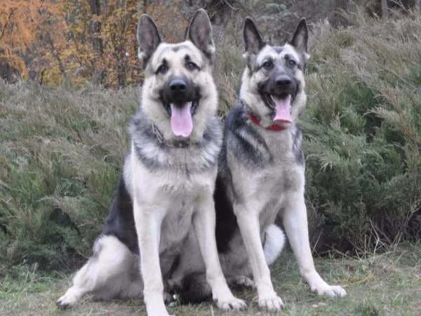 Yudzhin en Arabella