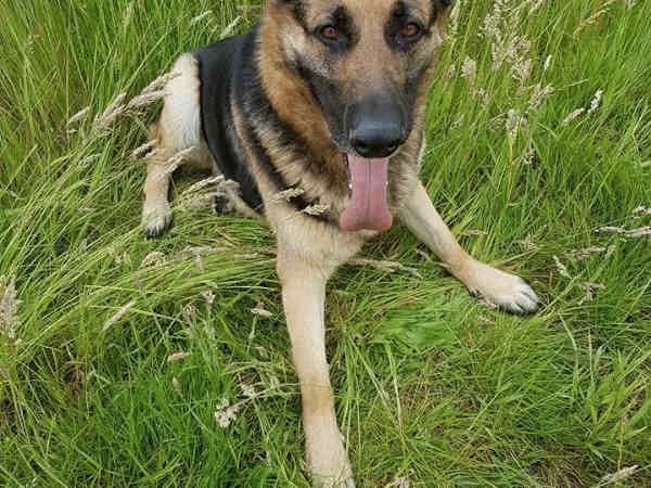 Ares