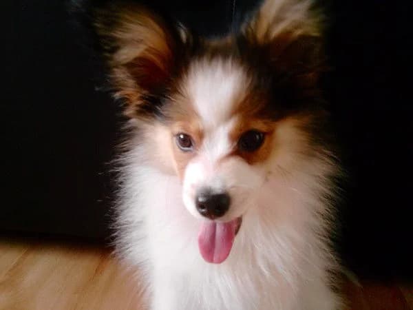 Rex