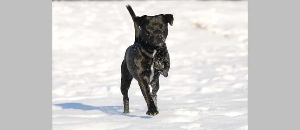 Foto van de Patterdale Terriër