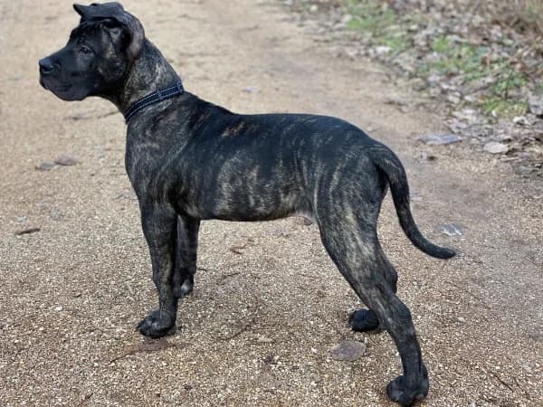 Kimbo