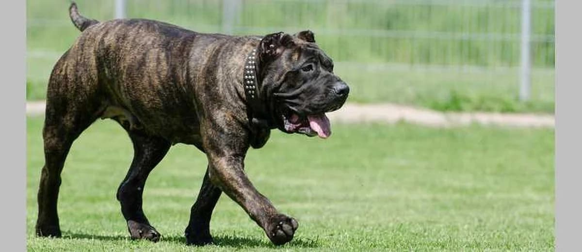 Foto van de Perro de Presa Canario
