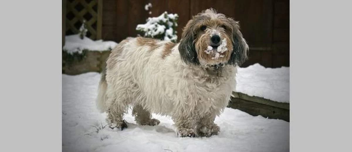 Foto van de Petit Basset Griffon Vendeen