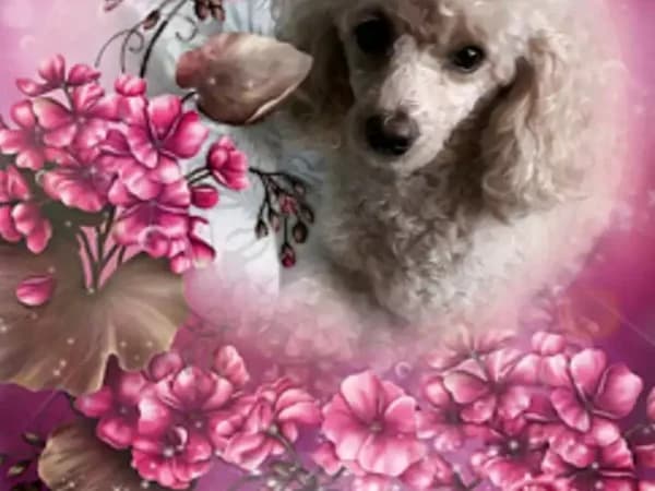 Dolly