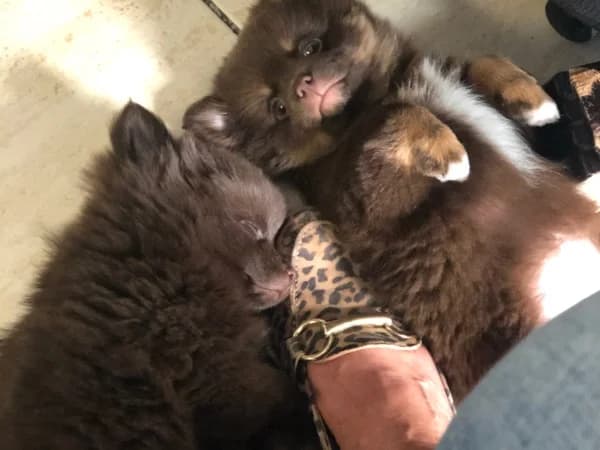 Lizzy en teddy