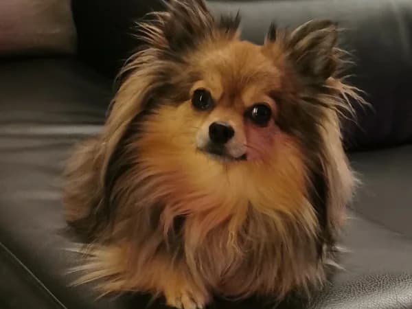 Zoë