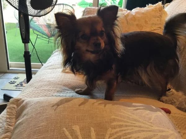 Sunny