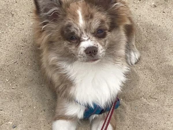 Mika