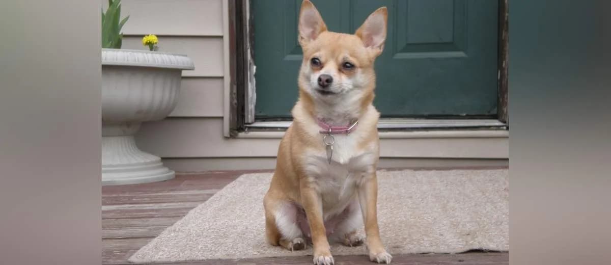 Foto van de Pomchi