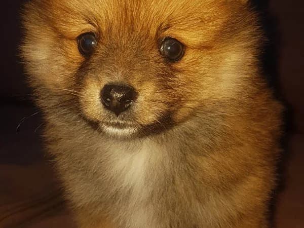 Chico