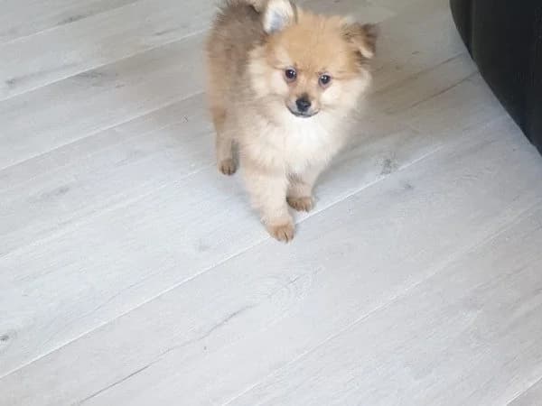 Benji