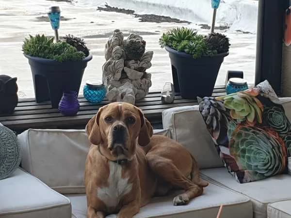 Ollie ( roepnaam)