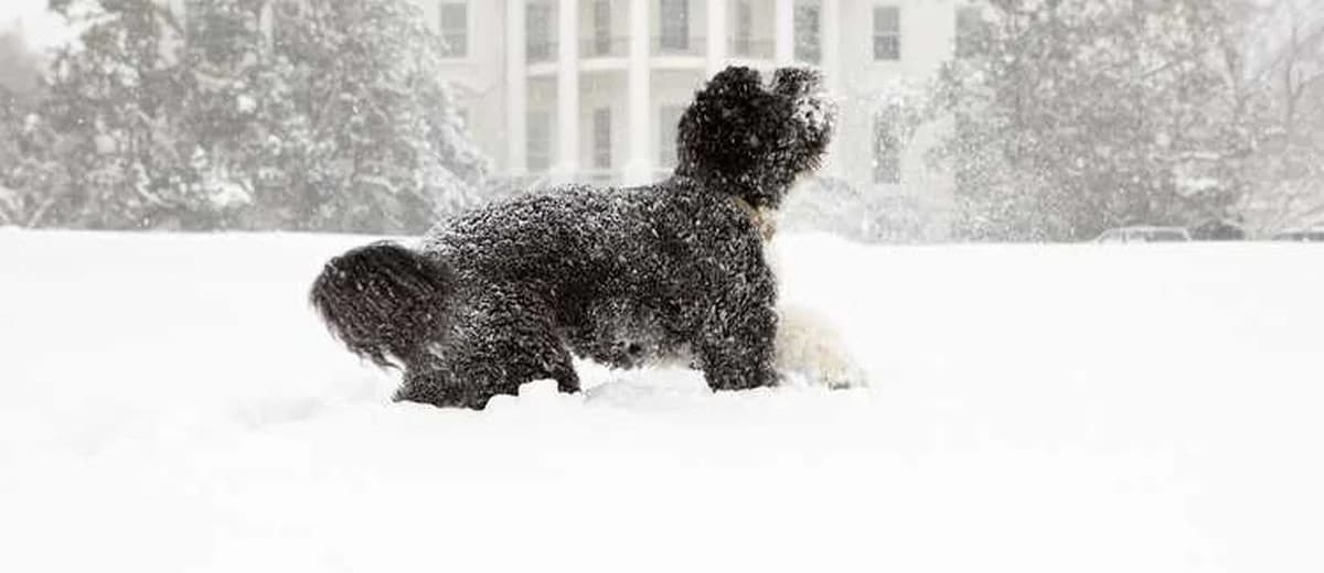 Foto van de Portugese waterhond