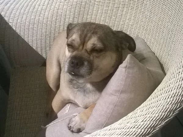 spykie