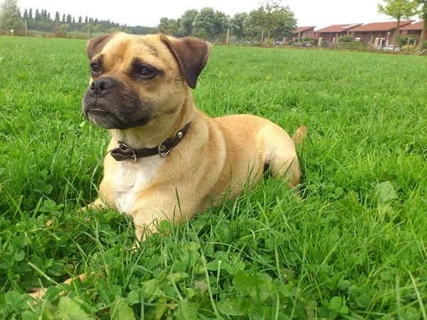 Luca