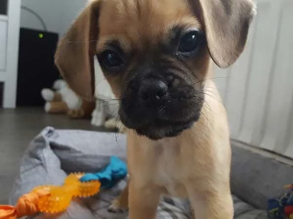 Beau