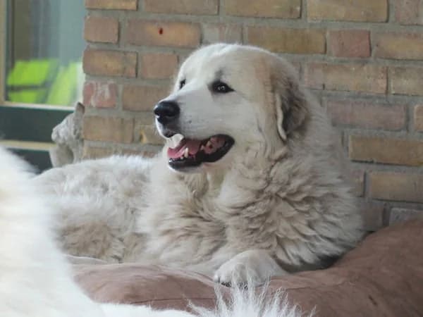 IZZEBELLE NEIGE LA JOIE BLANCHE