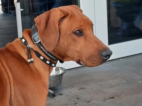 Jaxx