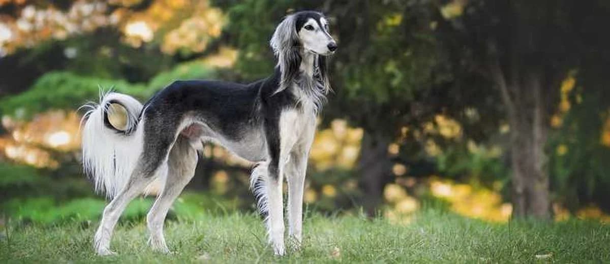 Foto van de Saluki