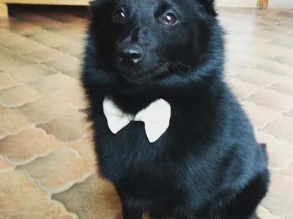 Pixel