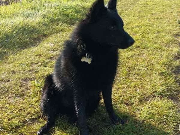 Pixel