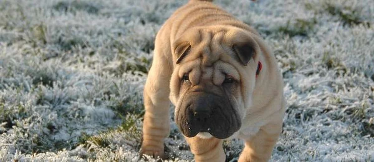 Foto van de Shar-Pei