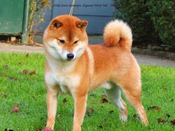 Machiko