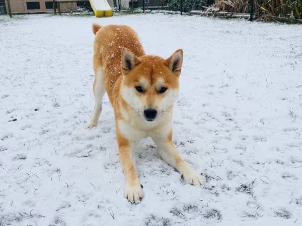 Aiko